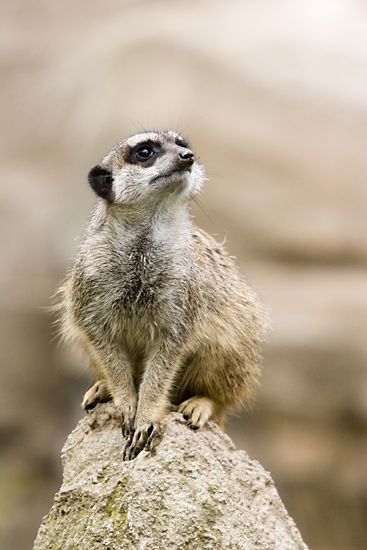 Suricate