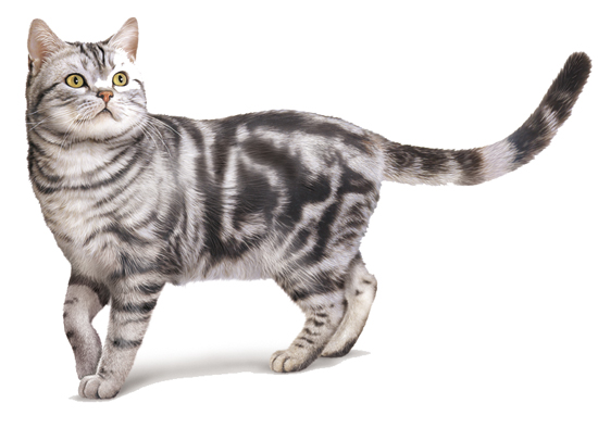 Chat American shorthair