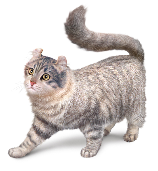 Chat American curl