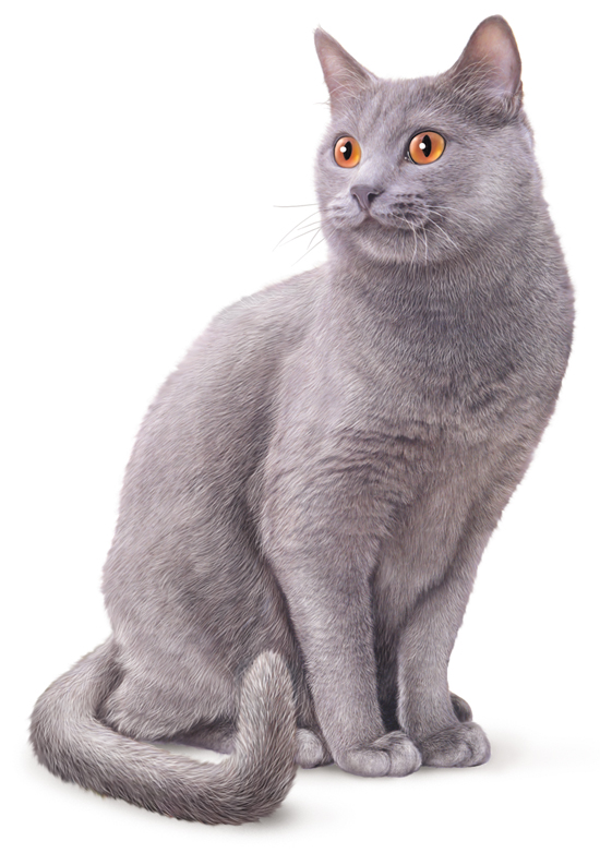 Chat chartreux ou chartreux Chat chartreux ou chartreux