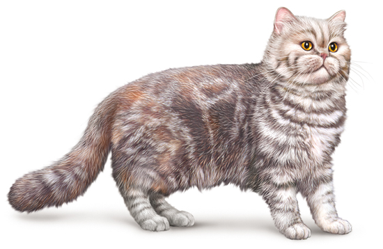 Chat exotic shorthair ou exotic shorthair Chat exotic shorthair ou exotic shorthair