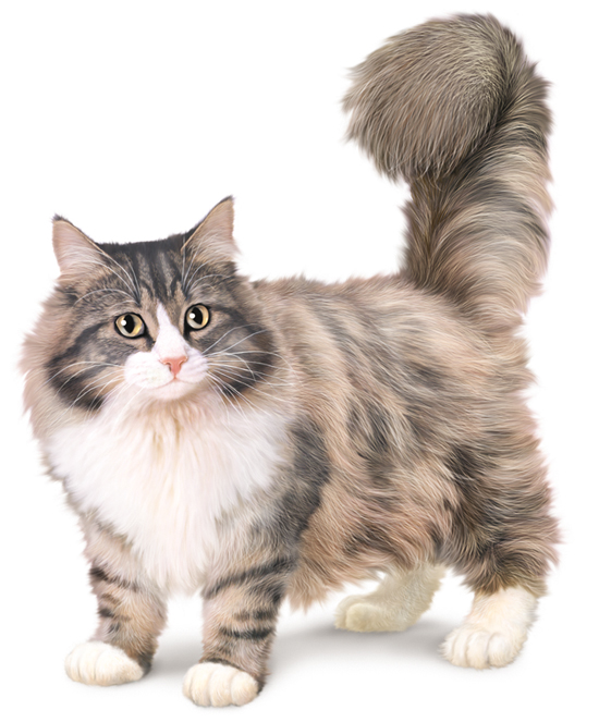 Chat des forêts norvégiennes Chat des forêts norvégiennes