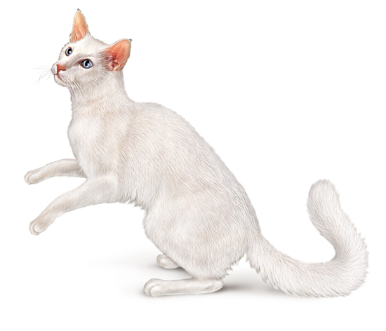 Chat mandarin ou mandarin Chat mandarin ou mandarin