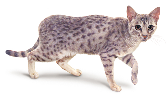 Chat ocicat ou ocicat Chat ocicat ou ocicat
