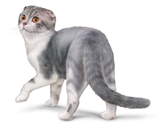 Chat scottish fold ou scottish fold