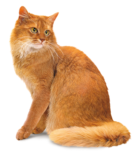 Chat somali ou somali Chat somali ou somali