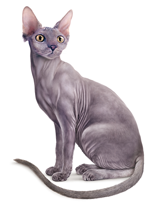 Chat sphinx ou sphinx Chat sphinx ou sphinx