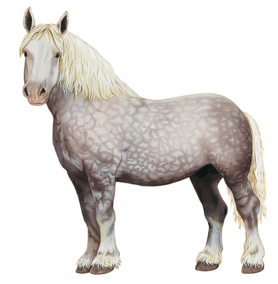 Percheron Percheron