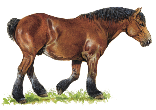 Cheval ardennais Cheval ardennais