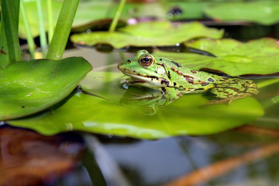 Grenouille Grenouille