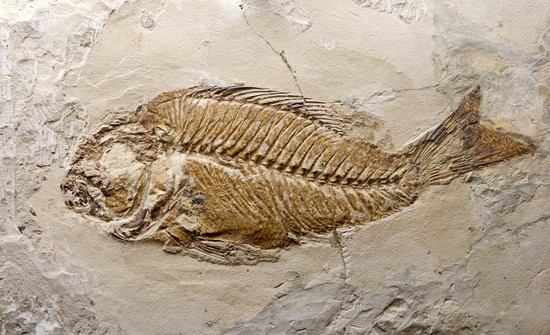 Poisson fossile