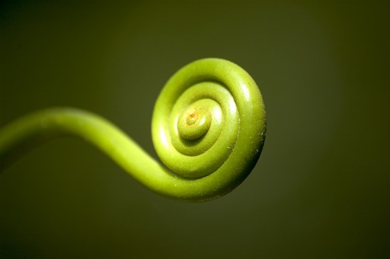 Pousse d'une feuille en spirale