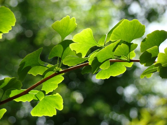 Feuilles de l'arbre Ginkgo biloba