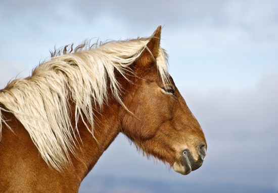 Tête de cheval