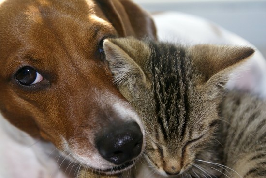 Chien et chat Chien et chat