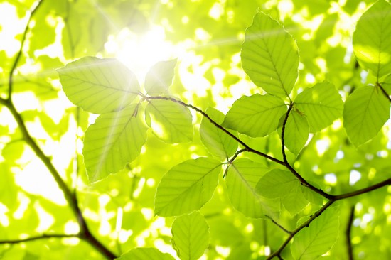 Lumière du soleil dans les feuilles d'un arbre