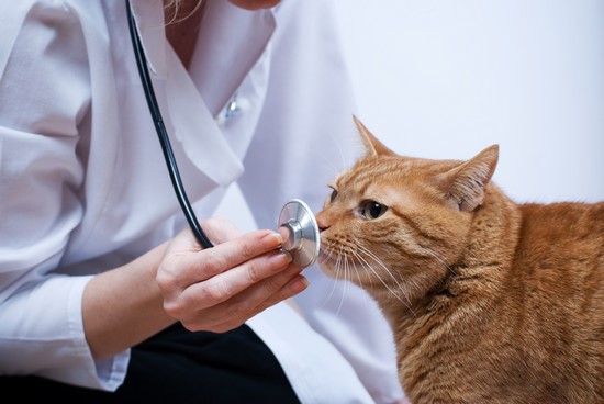 Vétérinaire auscultant un chat Vétérinaire auscultant un chat