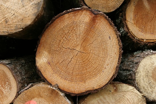 Troncs d'arbres coupés en rondins Troncs d'arbres coupés en rondins