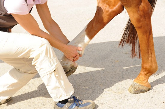 Vétérinaire soignant la patte d'un cheval Vétérinaire soignant la patte d'un cheval