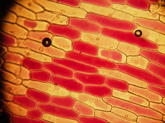 Cellules vues au microscope