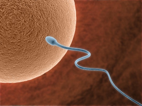 Spermatozoïde approchant un ovule