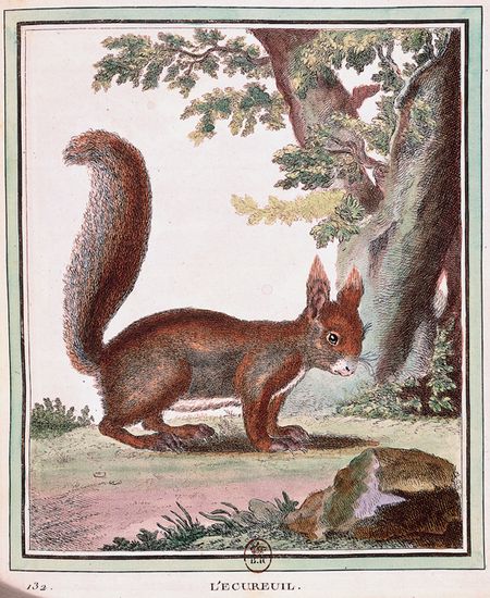 Buffon, Collection des animaux quadrupèdes : l'écureuil Buffon, Collection des animaux quadrupèdes : l'écureuil