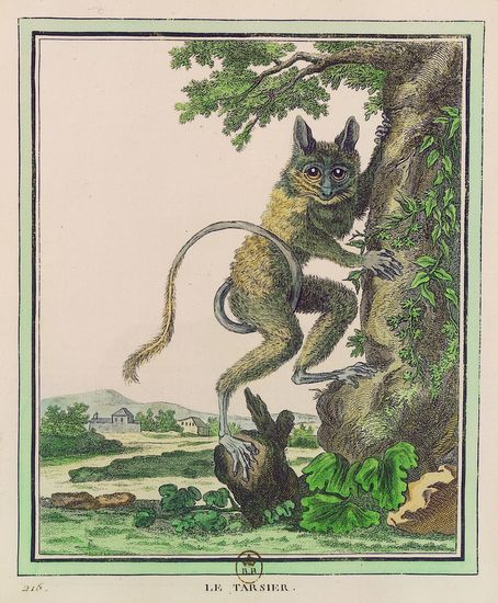 Buffon, Collection des animaux quadrupèdes : le tarsier