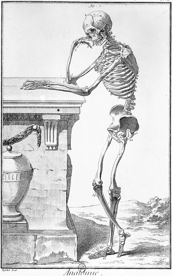 Planche extraite de l'<i>Encyclopédie</i> : anatomie