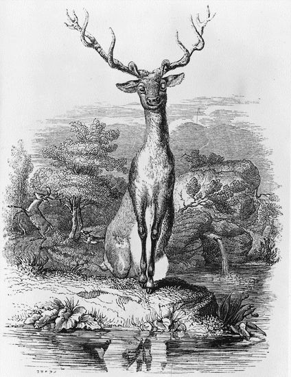 Jean de La Fontaine, <i>le Cerf se voyant dans l'eau</i>