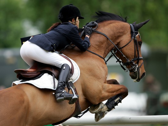 Cheval bai au saut d'obstacle Cheval bai au saut d'obstacle