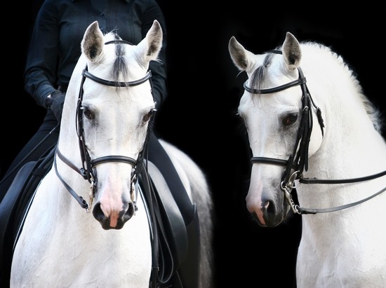 Chevaux arabes Chevaux arabes