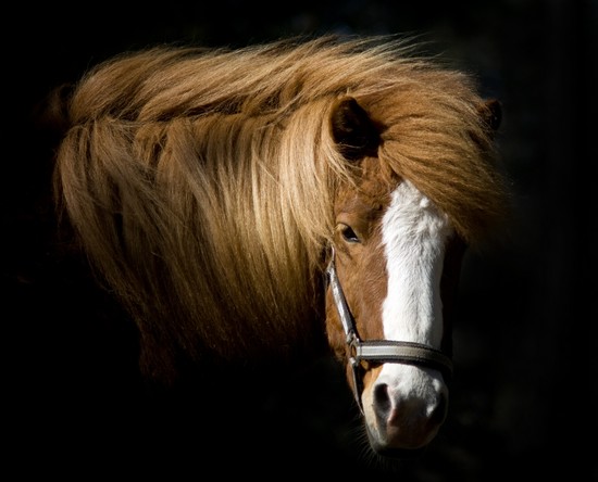 Tête de cheval