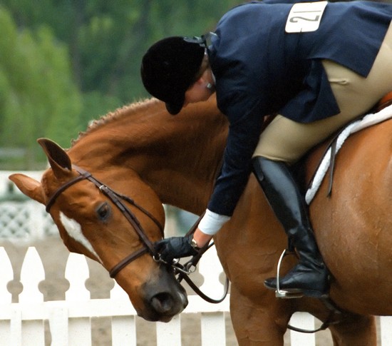 Cheval et cavalier lors d'un concours équestre