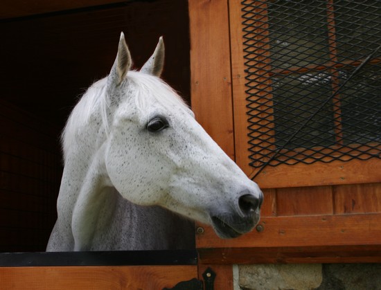 Cheval à la porte de son box Cheval à la porte de son box
