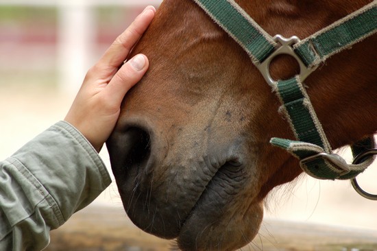 Communiquer avec un cheval