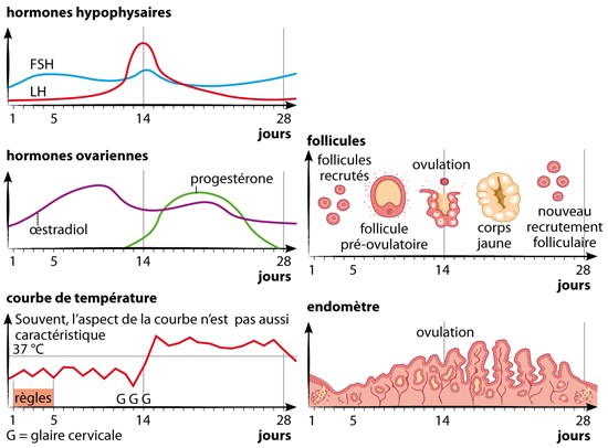 cycle menstruel