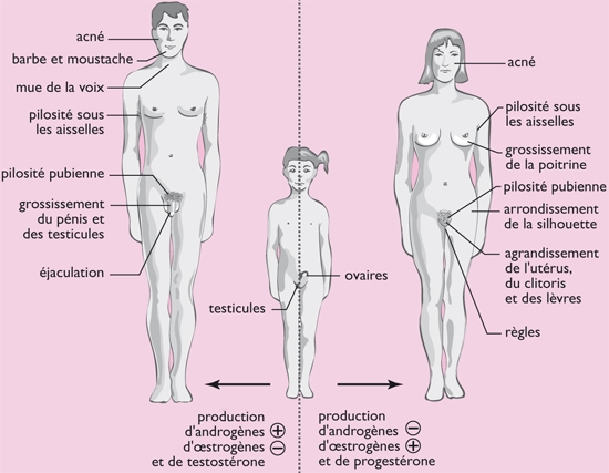 caractères sexuels