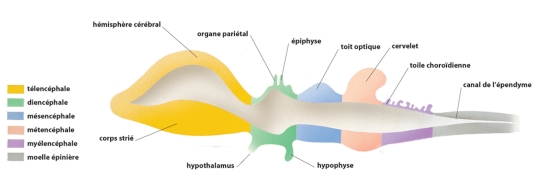 Cerveau d'un vertébré primitif