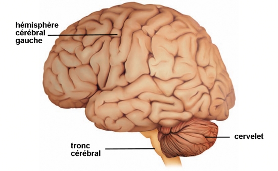 Cerveau : vue externe