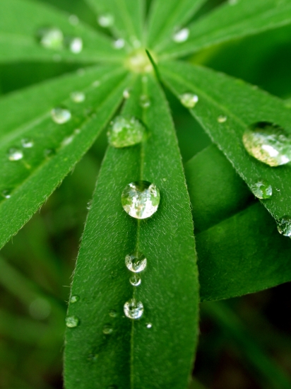 Gouttes d'eau sur feuilles.