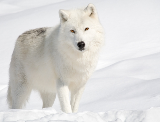 Loup à la fourrure blanche.