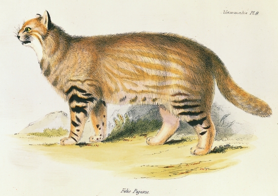 Chat des pampas décrit par Charles Darwin. Chat des pampas décrit par Charles Darwin.
