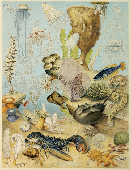Végétaux et animaux de surface des océans. Végétaux et animaux de surface des océans.
