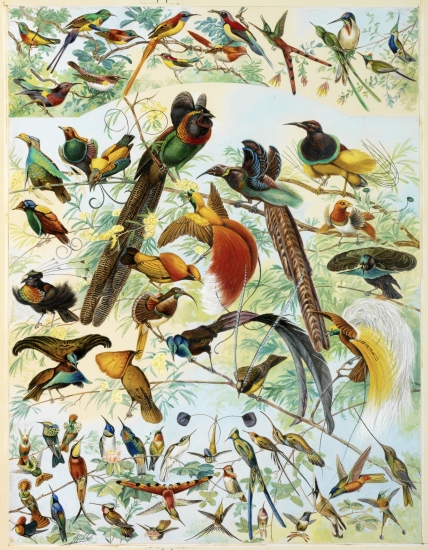 Oiseaux de paradis et oiseaux-mouches.
