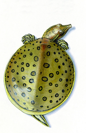 Tortue à carapace molle. Tortue à carapace molle.