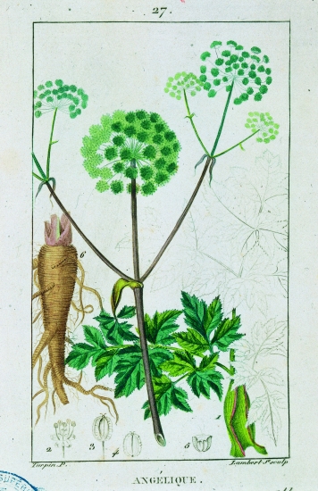 Angélique. Angélique.