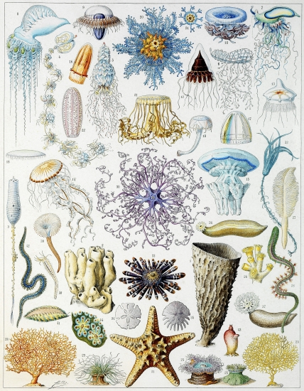 Faune et flore des océans. Faune et flore des océans.