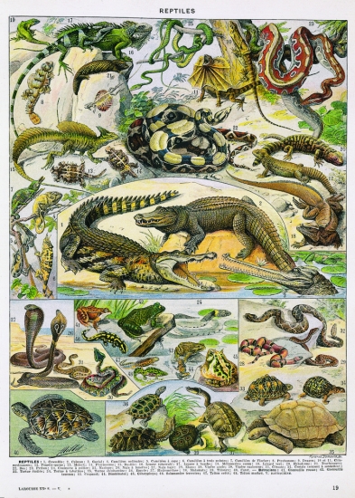 Reptiles. Reptiles.
