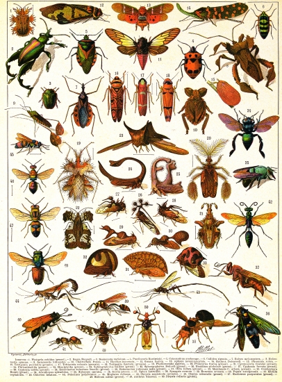 Insectes.