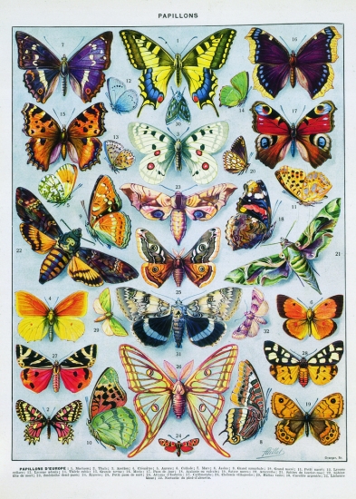 Papillons d'Europe. Papillons d'Europe.